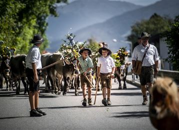Almabtrieb Friedrichshof Absam Grauvieh Tirol