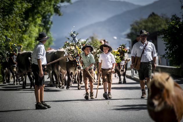 Almabtrieb Friedrichshof Absam Grauvieh Tirol