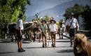 Almabtrieb Friedrichshof Absam Grauvieh Tirol