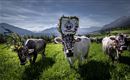Trois vaches décorées se tiennent sur une prairie verte avec des montagnes en arrière-plan. Le ciel est clair et bleu.