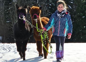 A girl is standing in the snow and holding two alpacas on a leash. Snow-covered trees can be seen in the background.