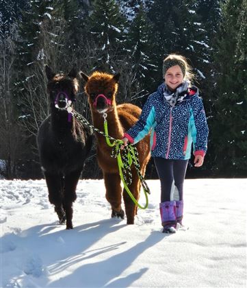 Alpakas im Schnee mit Kind