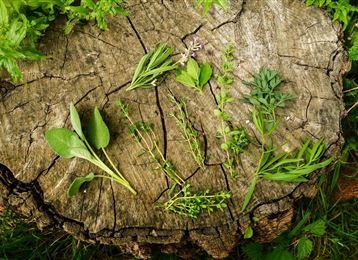 A selection of fresh herbs on a wooden log. The herbs are diverse and green, surrounded by natural greenery.