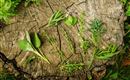 Une sélection d'herbes fraîches sur une bûche en bois. Les herbes sont variées et vertes, entourées de verdure naturelle.