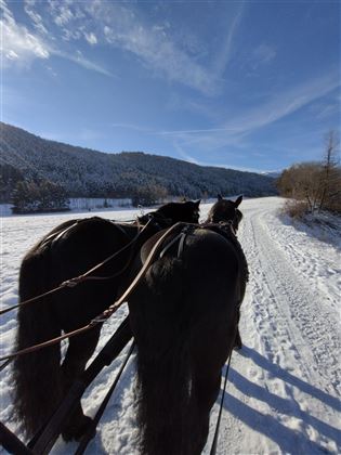 Kutsche Norikerpferde Tirol im Winter
