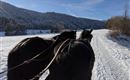 Kutsche Norikerpferde Tirol im Winter