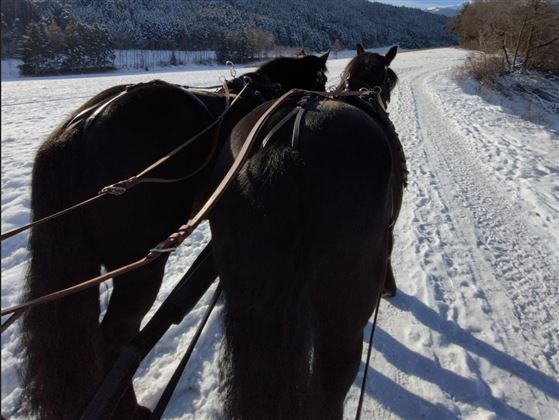 Two black horses are pulling a sled through a snowy landscape. In the background, trees and fjord-like mountains can be seen.