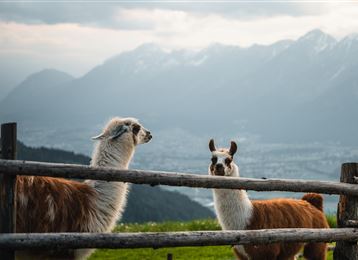 Two llamas stand behind a wooden fence with an impressive mountain landscape in the background. The landscape features mountains under a cloudy sky.