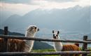 Due lama si trovano dietro una recinzione di legno con uno straordinario paesaggio montano sullo sfondo. Il paesaggio mostra montagne sotto un cielo nuvoloso.