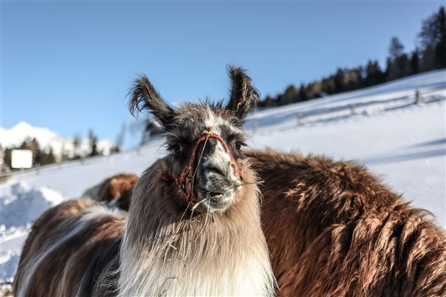Lamas am Wattenberg im Winter