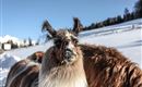Lamas am Wattenberg im Winter