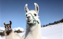 Deux lamas se tiennent dans le paysage enneigé. Le premier plan montre un lama blanc avec un visage amical et un harnais bleu.