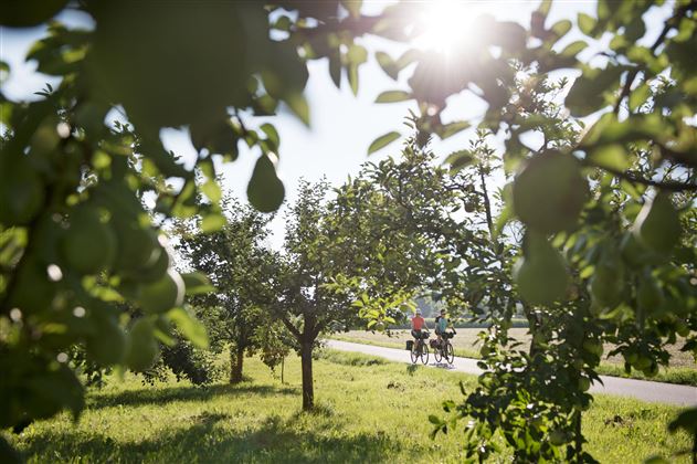 Radfahren zwischen Obstplantagen