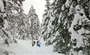 Eine verschneite Waldlandschaft mit hohen, schneebedeckten Tannen. Einige Personen gehen auf einem schmalen Pfad durch den Schnee.