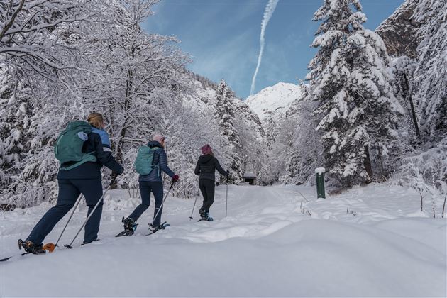 Drei Personen wandern mit Schneeschuhen durch eine verschneite Landschaft. Hohe, schneebedeckte Bäume und ein klarer Himmel sind im Hintergrund sichtbar.