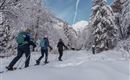 Drei Personen wandern mit Schneeschuhen durch eine verschneite Landschaft. Hohe, schneebedeckte Bäume und ein klarer Himmel sind im Hintergrund sichtbar.