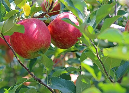 Mele rosse pendono da un albero tra foglie verdi. I frutti sono maturi e lucenti.
