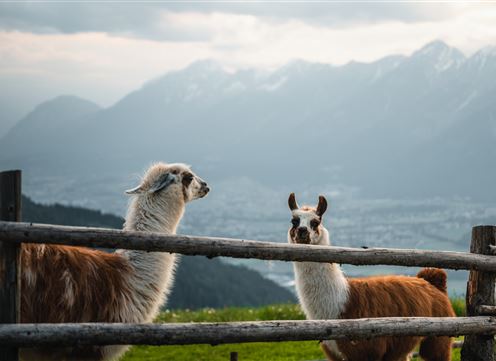 Zwei Lamas stehen hinter einem Holzzaun mit einer beeindruckenden Berglandschaft im Hintergrund. Die Landschaft zeigt Berge unter einem bewölkten Himmel.
