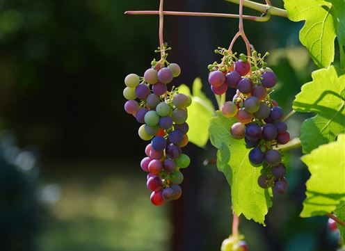 Ein Paar steht an einem Stand mit Weinflaschen. Der Mann hält ein Weinglas, während die Frau eine Flasche Wein präsentiert.