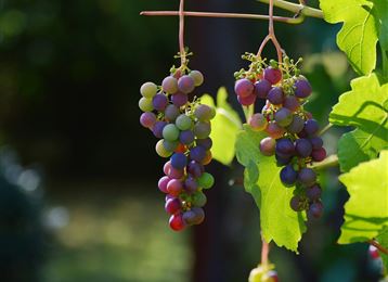 Weinlesefest beim Heissangerer