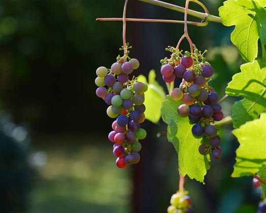 Des raisins juteux pendent d'une vigne. Les raisins sont verts, violets et rouges et entourés de feuilles vertes.