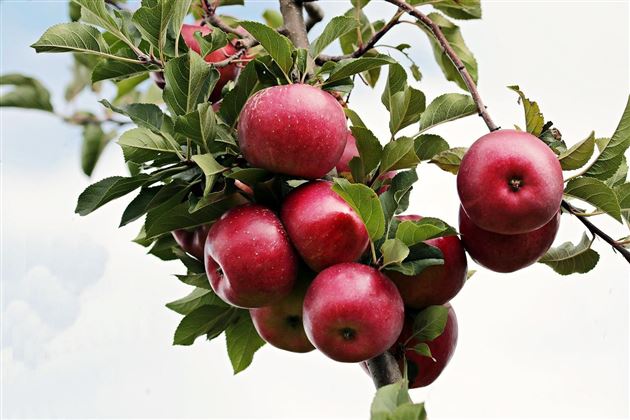 Äpfel am Baum