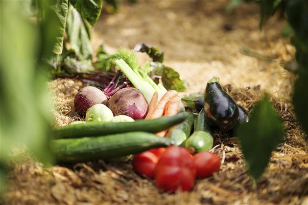 Frisches Gemüse auf dem Boden, darunter Gurken, Tomaten und Karotten. Die Szene zeigt eine natürliche Umgebung mit Pflanzen im Hintergrund.