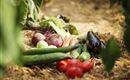 Frisches Gemüse auf dem Boden, darunter Gurken, Tomaten und Karotten. Die Szene zeigt eine natürliche Umgebung mit Pflanzen im Hintergrund.
