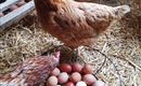 Ein Hühnerstall mit mehreren Hühnern und vielen Eiern in einem Korb. Die Eier sind in verschiedenen Farben, darunter braun und grün.