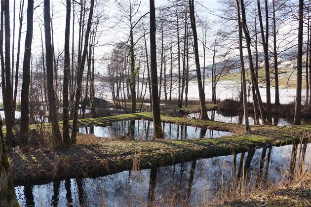 Una foresta tranquilla con alberi alti e acqua riflessa in primo piano. La scena trasmette un'atmosfera pacifica e naturale.