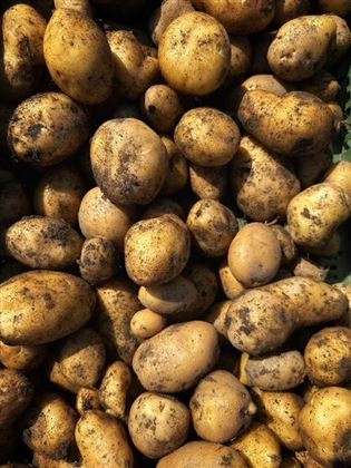 Ein Haufen frisch geernteter Kartoffeln mit unregelmäßigen Formen und einer schmutzigen Oberfläche. Die Kartoffeln sind in verschiedenen Größen und Farben, überwiegend braun.