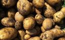 Ein Haufen frisch geernteter Kartoffeln mit unregelmäßigen Formen und einer schmutzigen Oberfläche. Die Kartoffeln sind in verschiedenen Größen und Farben, überwiegend braun.