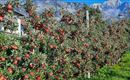 Obstbau Lechner Hall_Apfelplantage