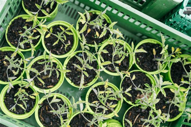 De petites plantes dans des pots verts poussent dans un panier. La terre est humide et les feuilles sont fraîches et vertes.