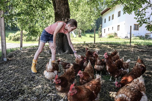 Ein Mädchen füttert Hühner auf einem Bauernhof. Im Hintergrund sieht man ein weißes Gebäude und grüne Bäume.