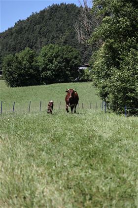 Eine Kuh und ihr Kalb laufen über eine grüne Wiese. Im Hintergrund sind Bäume und Hügel zu sehen.