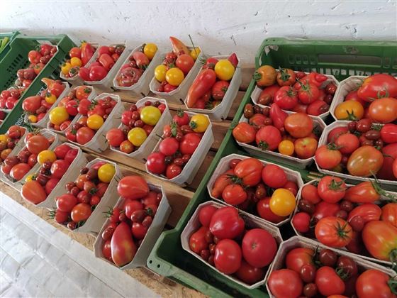 Urbanhof Tomaten