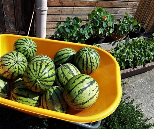 Urbanhof Wassermelone