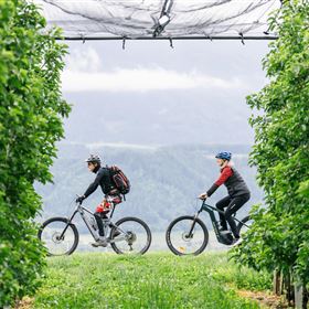 Zwei Radfahrer fahren durch eine grüne Allee von Bäumen. Im Hintergrund sind Hügel und ein bewölkter Himmel sichtbar.