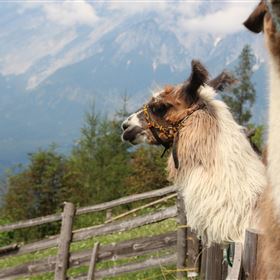 Zwei Lamas stehen auf einer Wiese mit Blick auf die Berge. Die Landschaft ist grün und bewaldet, mit einem klaren Himmel im Hintergrund.
