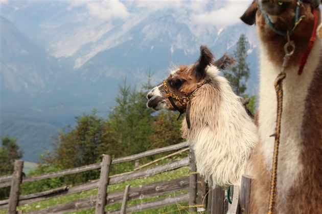 Due lama sono in un prato con vista sulle montagne. Il paesaggio è verde e boscoso, con un cielo limpido sullo sfondo.