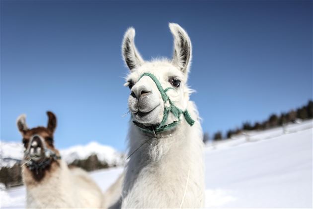 Twee lama's staan op een besneeuwd vlak onder een heldere lucht. De voorkant lama heeft een vriendelijk gezicht en draagt een halster.