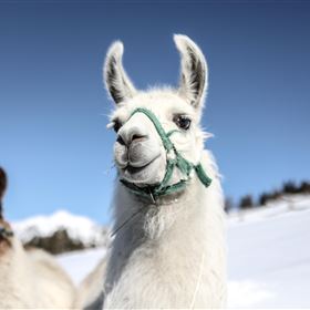 Twee lama's staan op een besneeuwd vlak onder een heldere lucht. De voorkant lama heeft een vriendelijk gezicht en draagt een halster.