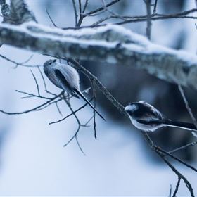 Schwanzmeise im Winter auf einem Ast