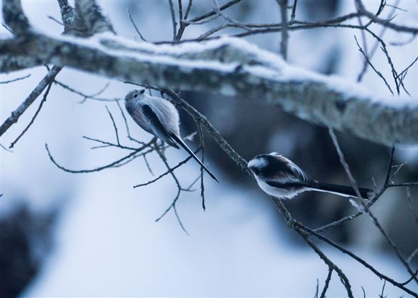 Zwei kleine Vögel sitzen auf einem ast inmitten einer schneebedeckten Landschaft. Die Szene ist ruhig und winterlich.