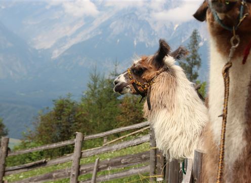 Zwei Lamas stehen auf einer Wiese mit Blick auf die Berge. Die Landschaft ist grün und bewaldet, mit einem klaren Himmel im Hintergrund.