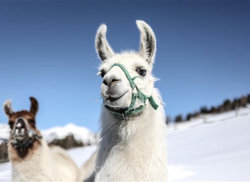 Two llamas are standing on a snowy area under a clear sky. The front llama has a friendly face and is wearing a halter.