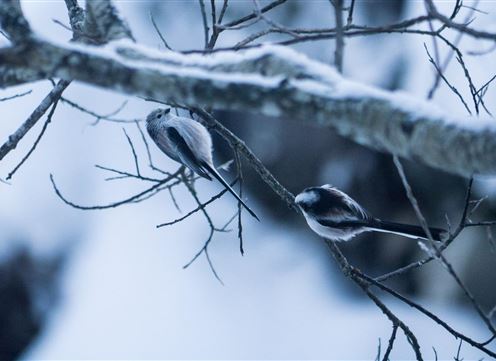 Schwanzmeise im Winter auf einem Ast