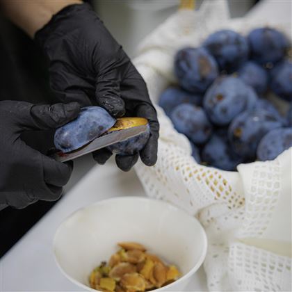 Una persona sta sbucciando un frutto a forma di prugna con un coltello. Sullo sfondo si vedono molte altre prugne in un cesto.