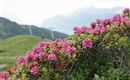 Alpenrosenblüte Tulfein